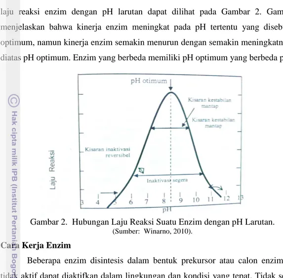 Gambar 2.  Hubungan Laju Reaksi Suatu Enzim dengan pH Larutan.   (Sumber:  Winarno, 2010)