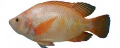Gambar 2.2 Ikan Nila (tandapagar.com, 2016) 