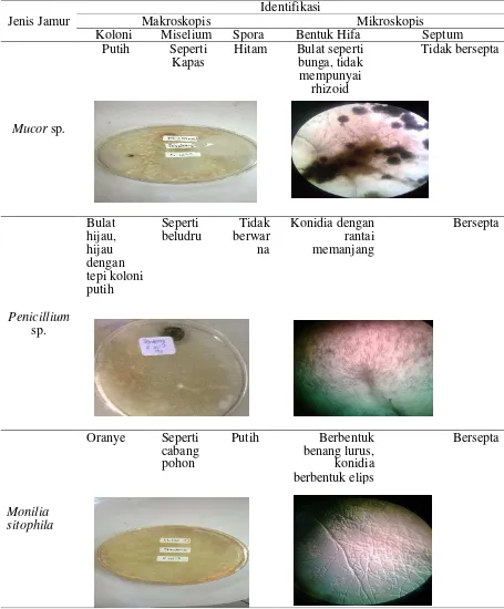 Tabel 2. Identifikasi Jamur yang Terdapat pada Dendeng Daging Sapi Giling Tanpa Perlakuan dan Dengan Perlakuan Secara Makroskopis dan Mikroskopis 