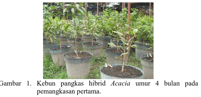 Gambar 1. Kebun pangkas hibrid  Acacia umur 4 bulan pada pemangkasan pertama. 