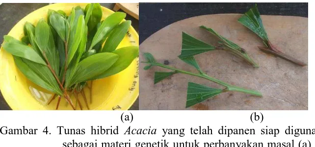 Gambar 4. Tunas hibrid Acacia yang telah dipanen siap digunakan sebagai materi genetik untuk perbanyakan masal (a) stek dari 1 tunas siap ditanam pada media stek (b) 
