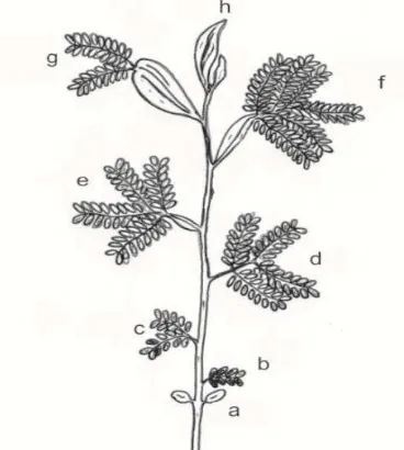 Gambar  1. Taksonomi semai A. mangium (Rufeld, 1988):  (a) kotiledon, (b) Once-pinnate, (c) bi pinnate, (d) 4-pinnate, (e) phyllodia + 4-pinnate, (f) phyllodia + 6-pinnate pinnate , (g) phyllodia + 2-pinnate, (h) phyllodia