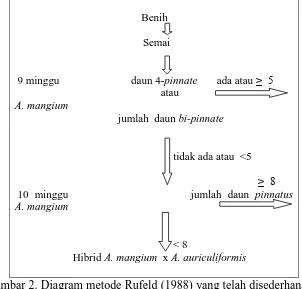 Tabel 1. Blangko pengamatan morfologi semai hibrid Acacia No. Tanggal Anak daun 