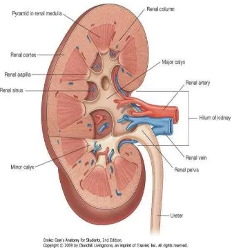 Gambar 3. Struktur Anatomi Ginjal21 