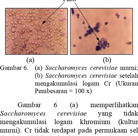 Gambar 6. (a) Saccharomyces cerevisiae murni; 