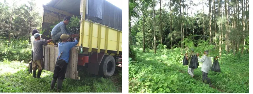 Gambar 8.  Kegiatan pengangkutan dan langsir bibit 