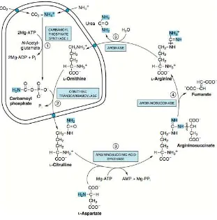 Gambar 7. Siklus urea39