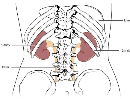 Gambar 3. Anatomi eksternal ginjal32 