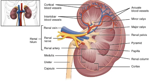 Gambar 4. Anatomi internal ginjal32 