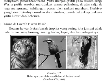 Gambar 1.7Beberapa contoh fauna di daerah hutan basah.