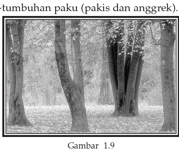 Gambar  1.9Contoh hutan musim pada saat musim gugur di Indonesia bagian tengah.