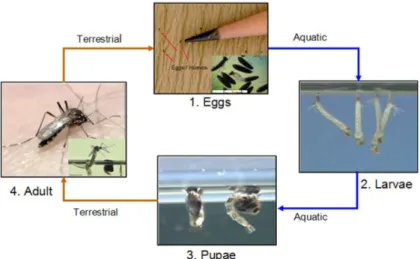 Gambar 1. Siklus Hidup Nyamuk Aedes aegypti (Sumber :  http://www.cdc.gov, 2012) 