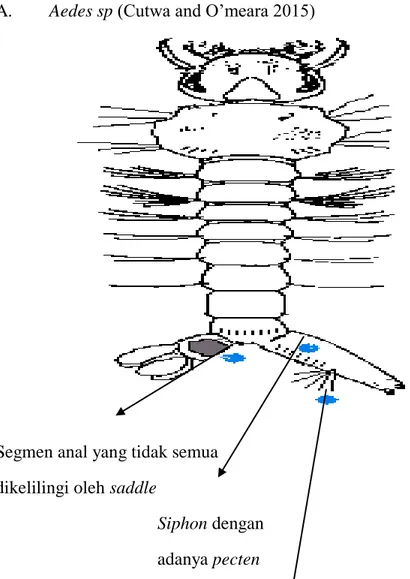 Gambar 2.11 Larva Aedes (Cutwa and O’meara 2015) 