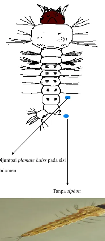 Gambar 2.12 Larva Anopheles (Cutwa and O’meara 2015) 