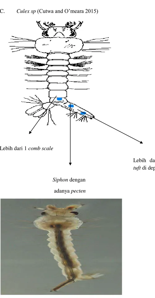 Gambar 2.13 Larva Culex (Cutwa and O’meara 2015)       