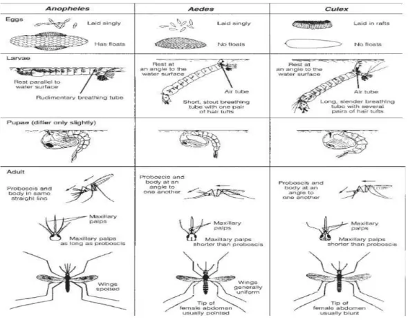Gambar 2.1 Karakteristik untuk membedakan nyamuk (WHO, 1997)  2.3  Nyamuk dan Penyakit 