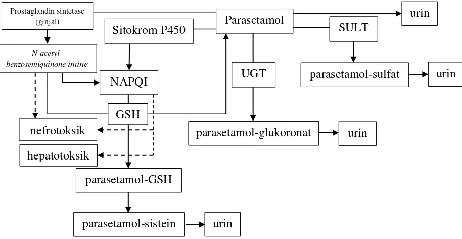 Gambar 1. Metabolisme parasetamol29,32,33 