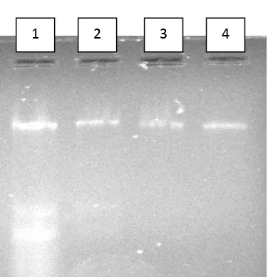 Gambar 1. Hasil visualisasi proses elektroforesis DNA genom bakteri uji; 1= DNA bakteri uji isolasi dengan metode CTAB/NaCl yang dimodifikasi, 2= DNA bakteri uji DNA Mini Kit Mini Kitmetode CTAB/NaCl yang dimodifikasi, 3= DNA bakteri uji Shigella dysentriae hasil Shigella dysentriae hasil isolasi dengan Shigella dysentriae hasil isolasi denganmetode QIAamp yang dimodifikasi, 4= DNA bakteri uji Staphylococcus aureus hasil isolasi dengan metode QIAamp DNA  yang dimodifikasi  