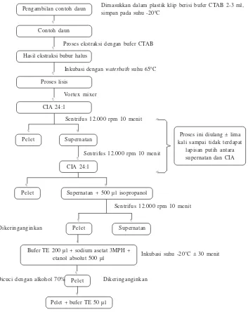 Gambar 1. Skema proses isolasi DNA genom daun pepaya dan jeruk dengan menggunakan bufer CTAB,Balitbu Tropika, Solok, 2006