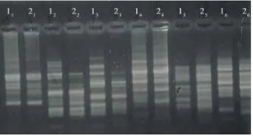 Gambar 5. Pola pita DNA tanaman pepaya hasil isolasi tanpamenggunakan nitrogen cair; lajur no (1) pepaya dampit,(2) pepaya eksotika dengan primer (1) RAPD 1, (2) RAPD 2,(3) RAPD 3, (4) RAPD 4, (5) RAPD 5, dan (6) RAPD 6; BalitbuTropika, Solok, 2006