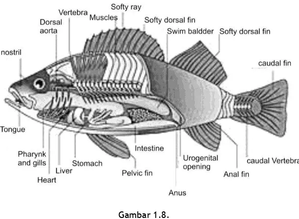 Gambar 1.8.  Struktur anatomi ikan bertulang sejati dilihat dari lateral 