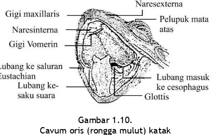 Gambar 1.10.  Cavum oris (rongga mulut) katak 