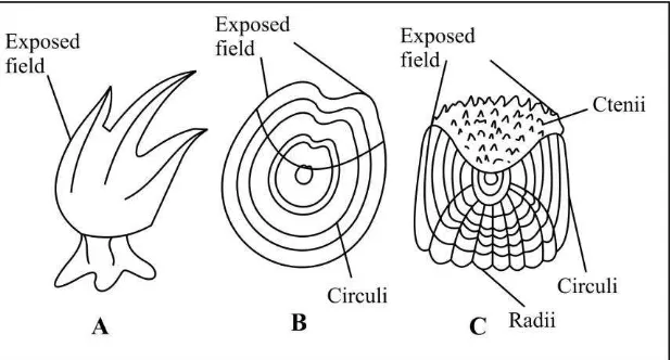 Gambar 1.1.A  Pertumbuhan sisik plakoid (A, B, C); D. Sisik plakoid dilepas dari kulit;  