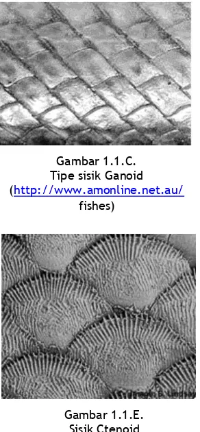 Gambar 1.1.C.  Tipe sisik Ganoid 