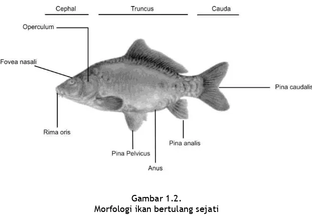 Gambar 1.2.   Morfologi ikan bertulang sejati 