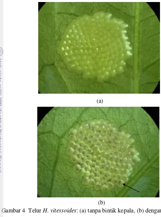 Gambar 4  Telur H. vitessoides: (a) tanpa bintik kepala, (b) dengan bintik kepala  