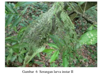Gambar  6  Serangan larva instar II  