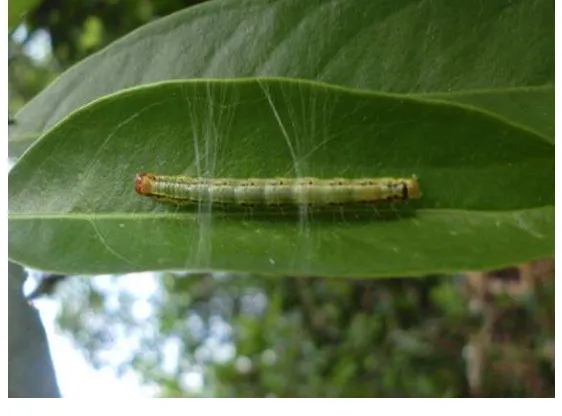 Gambar  7  Larva instar IV pada tanaman mahkota dewa 