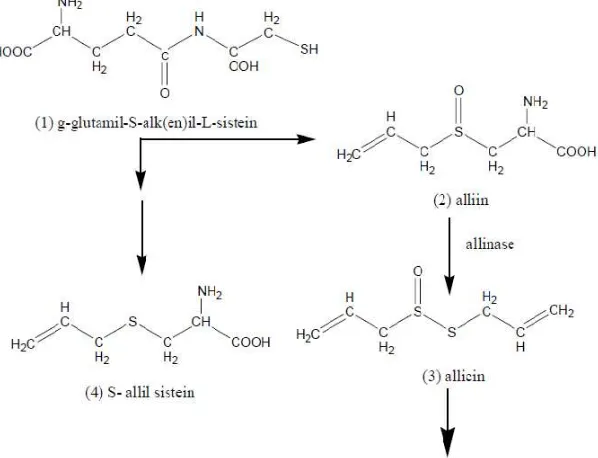 Gambar 3. Pemecahan �-glutamil-S-alk(en)il-L-sistein 
