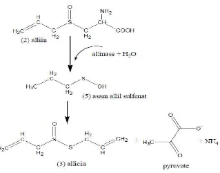 Gambar 4. Reaksi pembentukan allisin (3) 
