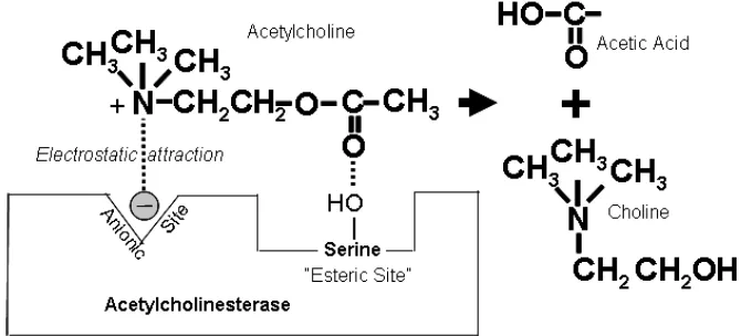 Gambar  3.  Mekanisme pembentukan kolin dan asam asetat dari  