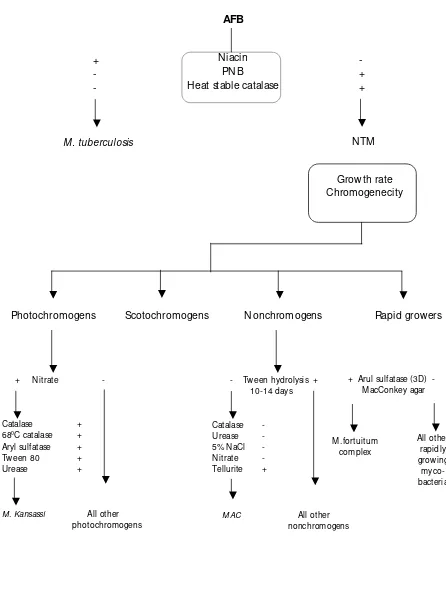 Figure 3. Speciation  of Mycobacteria 