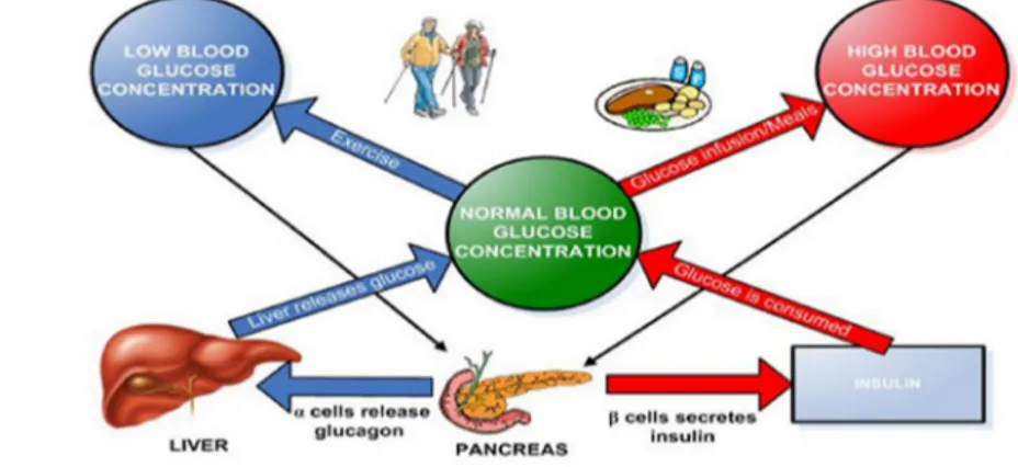 Gambar 1  Sistem glukosa-insulin darah 4