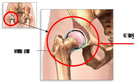 Gambar 1.1 Sambungan hip (hip joint) pada manusia [2].