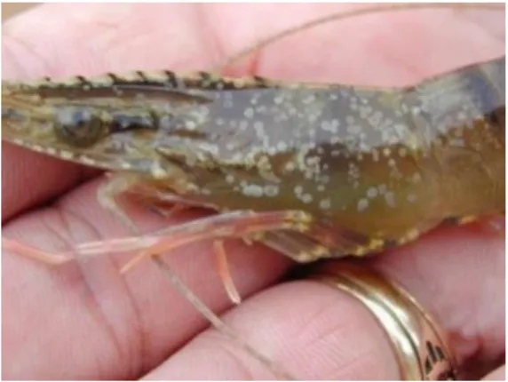 Gambar 2.1.2 Udang Windu Terserang WSSV 