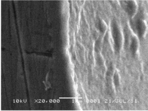 Gambar 1. Mikrograf SEM dari tampang-lintang cuplikan SS 316L setelah dinitridasi ion pada suhu 350  o C, tekanan  gas nitrogen optimum 1,8 mbar dan waktu nitridasi optimum 3 jam