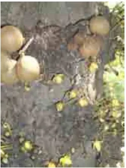 Gambar 1. Pohon kepel sedang berbuah dan berbunga (Foto: Dian Wijayati)  