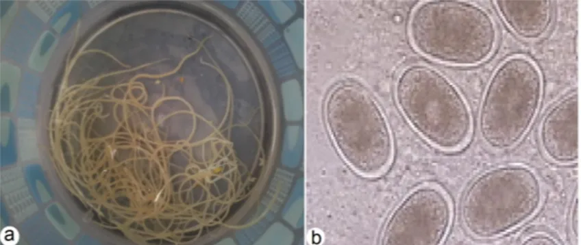Gambar 1. Morfologi cacing gelang ayam (A. galli). a. cacing dewasa, dan b. telur cacing (tanpa skala).