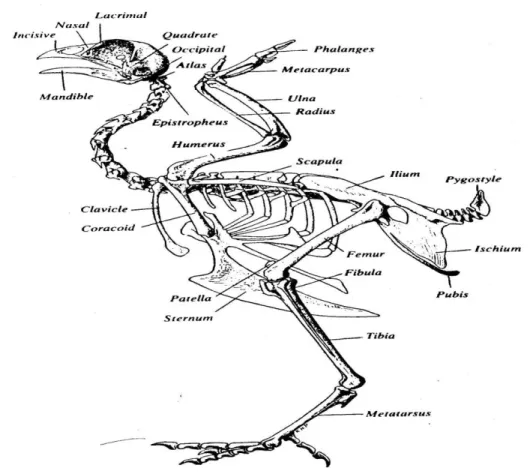 Ilustrasi 1. Kerangka Tubuh Ayam (Nesheim et al., 1979) 