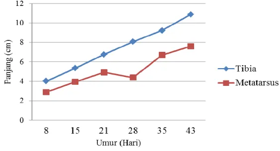 Ilustrasi 2.  Pertumbuhan Panjang Tulang Tibia dan Metatarsus (Applegate  dan Lilburn, 2002) 