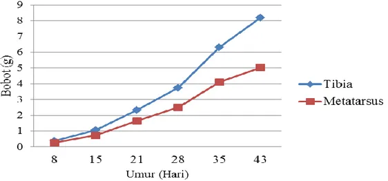 Ilustrasi 3.  Pertumbuhan  Bobot  Tulang  Tibia  dan  Metatarsus  (Applegate  dan Lilburn, 2002) 