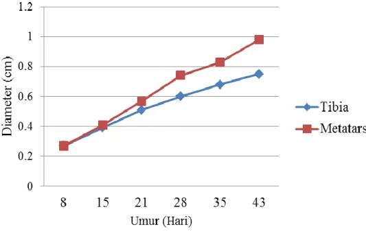 Ilustrasi 4.  Pertumbuhan  Diameter  Tulang  Tibia  dan  Metatarsus  (Van  Wyhe et al., 2012) 
