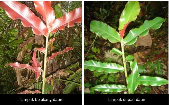 Gambar 5.  Tampak belakang dan depan daun Etlingera sp2. 