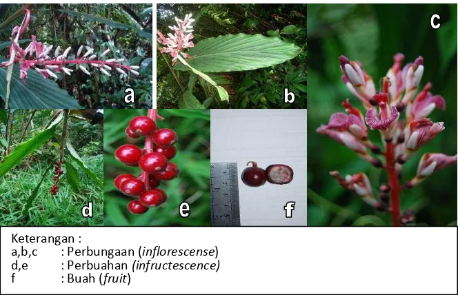 Gambar  1. Bunga dan buah Alpinia rubricaulis K.Schum 