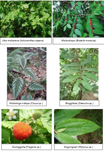 Gambar (figure) 3. Tumbuhan alam berkhasiat obat pada Cagar Alam Tangale (natural plant medical in Tangale nature reserve)