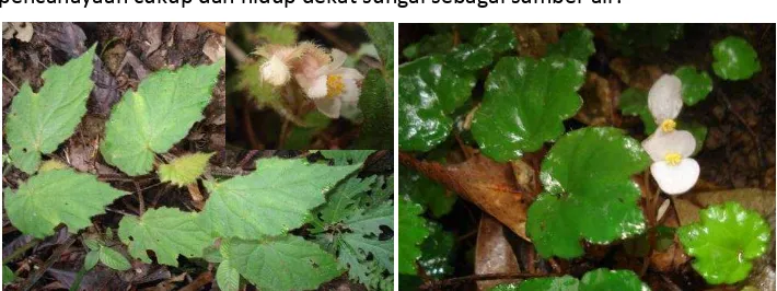 Gambar (figure) 4. Jenis-jenis Begonia Cagar Alam Tangale (Begonia species in Tangale Nature Reserve) 